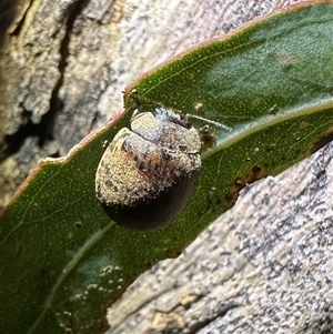 Trachymela sp. (genus) at Ainslie, ACT - 10 Jan 2025