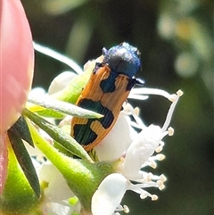 Castiarina hilaris (A jewel beetle) by clarehoneydove