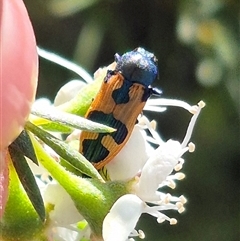 Castiarina hilaris (A jewel beetle) at Bungendore, NSW by clarehoneydove