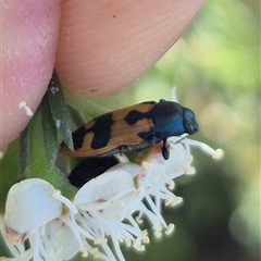 Castiarina hilaris at Bungendore, NSW - suppressed