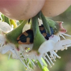 Castiarina hilaris at Bungendore, NSW - suppressed