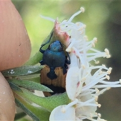 Castiarina hilaris at Bungendore, NSW - suppressed