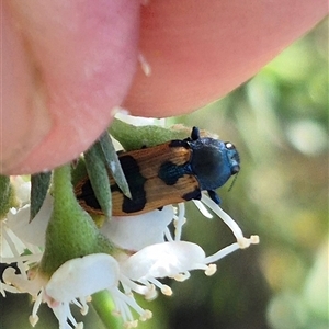 Castiarina hilaris at Bungendore, NSW - suppressed