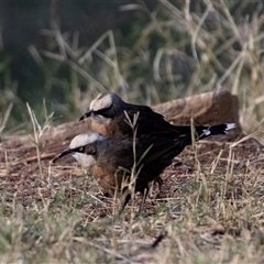 Pomatostomus temporalis rubeculus (Grey-crowned Babbler) at Stuart, NT - 7 Jun 2022 by AlisonMilton