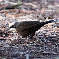 Pomatostomus temporalis rubeculus at Stuart, NT - 7 Jun 2022 11:11 AM