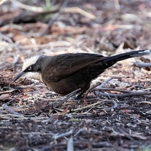 Pomatostomus temporalis rubeculus at Stuart, NT - 7 Jun 2022 11:11 AM