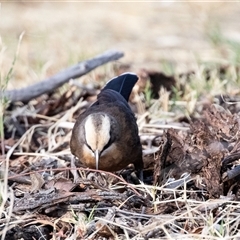 Pomatostomus temporalis rubeculus at Stuart, NT - 7 Jun 2022 11:11 AM