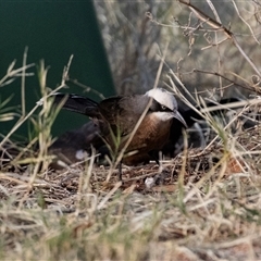 Pomatostomus temporalis rubeculus at Stuart, NT - 7 Jun 2022 11:11 AM