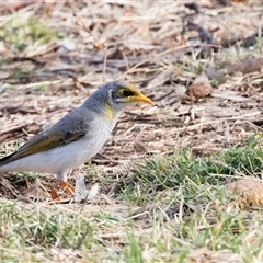 Manorina flavigula (Yellow-throated Miner) at Stuart, NT - 7 Jun 2022 by AlisonMilton