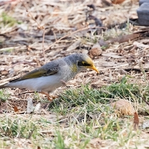 Manorina flavigula at Stuart, NT - 7 Jun 2022 11:15 AM