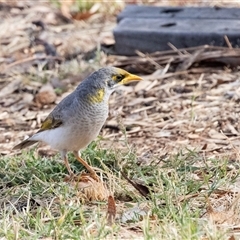 Manorina flavigula at Stuart, NT - 7 Jun 2022 11:15 AM