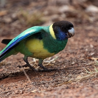 Barnardius zonarius (Australian Ringneck) at Stuart, NT - 7 Jun 2022 by AlisonMilton