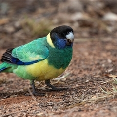 Barnardius zonarius at Stuart, NT - 7 Jun 2022 11:58 AM