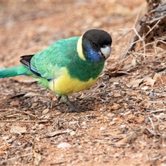 Barnardius zonarius at Stuart, NT - 7 Jun 2022 11:58 AM