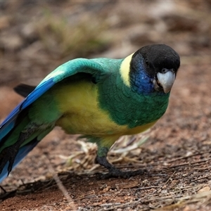 Barnardius zonarius at Stuart, NT - 7 Jun 2022 11:58 AM