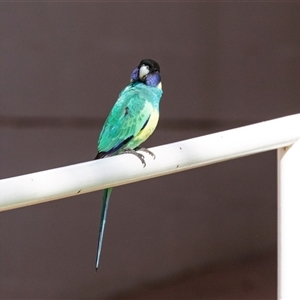 Barnardius zonarius (Australian Ringneck) at Araluen, NT by AlisonMilton