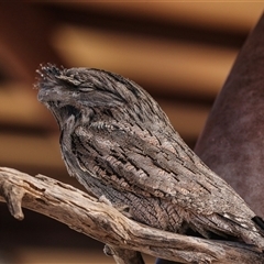 Podargus strigoides (Tawny Frogmouth) at Flynn, NT - 8 Jun 2022 by AlisonMilton