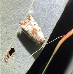 Syringoseca mimica (A Concealer moth (Wingia Group)) at Ainslie, ACT - 10 Jan 2025 by Pirom