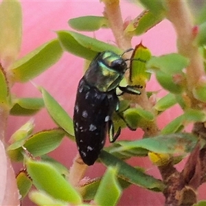 Diphucrania kohouti at Bungendore, NSW - suppressed