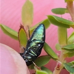 Diphucrania kohouti at Bungendore, NSW - suppressed