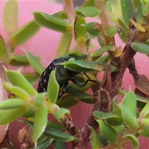 Diphucrania kohouti at Bungendore, NSW - suppressed