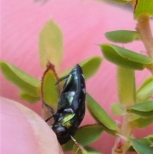 Diphucrania kohouti at Bungendore, NSW - suppressed