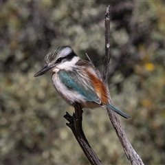 Todiramphus pyrrhopygius (Red-backed Kingfisher) at Flynn, NT - 8 Jun 2022 by AlisonMilton