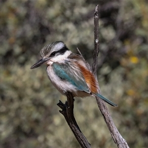 Todiramphus pyrrhopygius (Red-backed Kingfisher) at Flynn, NT by AlisonMilton