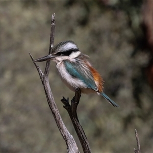 Todiramphus pyrrhopygius at Flynn, NT - 8 Jun 2022 12:39 PM