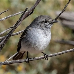 Melanodryas cucullata cucullata (Hooded Robin) at Flynn, NT - 8 Jun 2022 by AlisonMilton