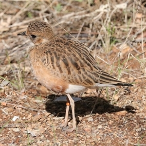 Peltohyas australis (Inland Dotterel) at Flynn, NT by AlisonMilton