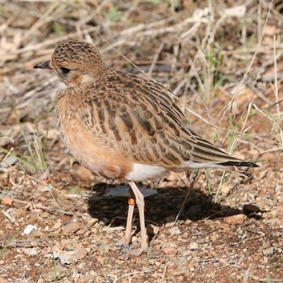 Peltohyas australis (Inland Dotterel) at Flynn, NT - 8 Jun 2022 by AlisonMilton