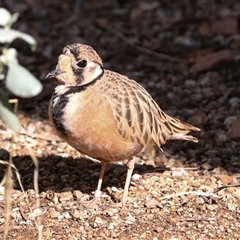 Peltohyas australis at Flynn, NT - 8 Jun 2022 12:09 PM