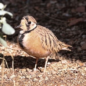 Peltohyas australis at Flynn, NT - 8 Jun 2022 12:09 PM