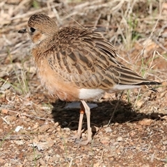 Peltohyas australis at Flynn, NT - 8 Jun 2022 12:09 PM