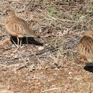 Peltohyas australis at Flynn, NT - 8 Jun 2022 12:09 PM