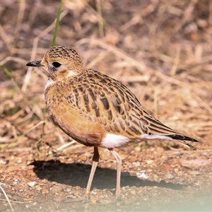 Peltohyas australis at Flynn, NT - 8 Jun 2022 12:09 PM