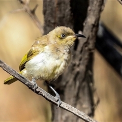 Lichmera indistincta (Brown Honeyeater) at Flynn, NT - 8 Jun 2022 by AlisonMilton