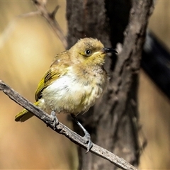 Lichmera indistincta at Flynn, NT - 8 Jun 2022 12:00 PM