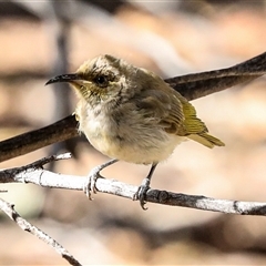 Lichmera indistincta at Flynn, NT - 8 Jun 2022 12:00 PM