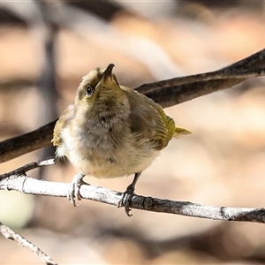 Lichmera indistincta at Flynn, NT - 8 Jun 2022 12:00 PM