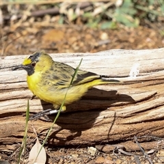 Epthianura aurifrons (Orange Chat) at Flynn, NT - 8 Jun 2022 by AlisonMilton