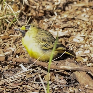 Epthianura aurifrons at Flynn, NT - 8 Jun 2022