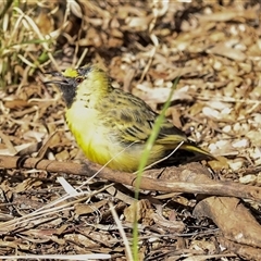 Epthianura aurifrons at Flynn, NT - 8 Jun 2022