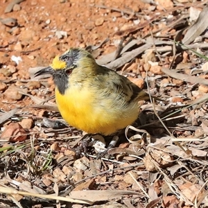 Epthianura aurifrons at Flynn, NT - 8 Jun 2022