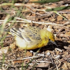 Epthianura aurifrons at Flynn, NT - 8 Jun 2022