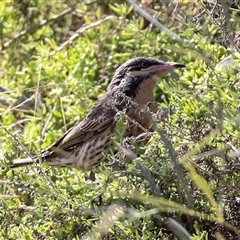 Acanthagenys rufogularis (Spiny-cheeked Honeyeater) at Flynn, NT - 8 Jun 2022 by AlisonMilton