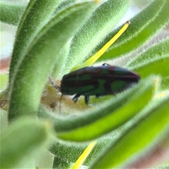 Melobasis purpurascens (A jewel beetle) at Bungendore, NSW by clarehoneydove