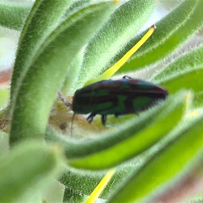 Melobasis purpurascens (A jewel beetle) at Bungendore, NSW by clarehoneydove