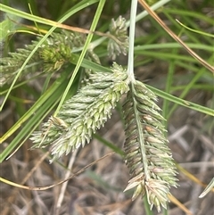 Eleusine tristachya (Goose Grass, Crab Grass, American Crows-Foot Grass) at Boorowa, NSW - 9 Jan 2025 by JaneR